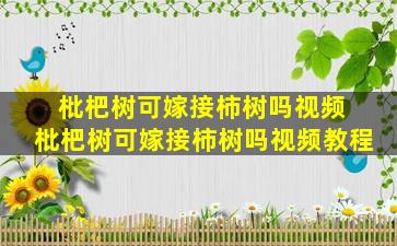 枇杷树可嫁接柿树吗视频 枇杷树可嫁接柿树吗视频教程